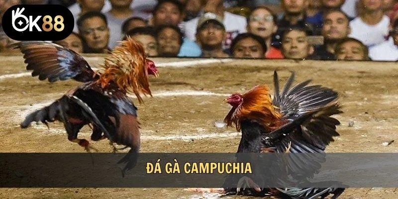 Đá gà campuchia