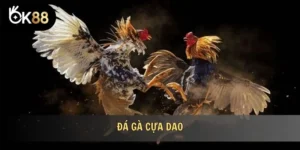Đá gà cựa dao