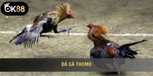 Đá gà thomo