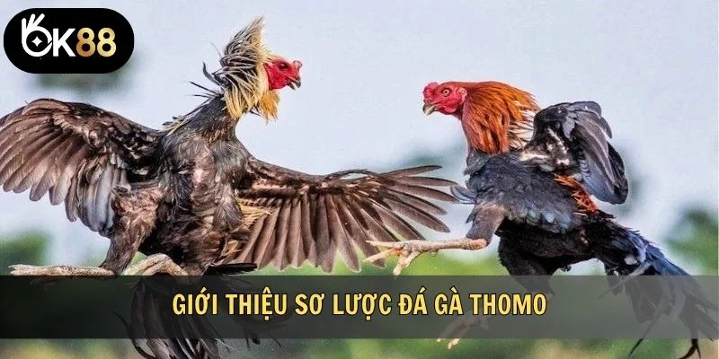 Giới thiệu sơ lược đá gà Thomo