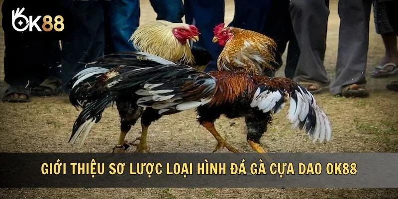 Giới thiệu sơ lược loại hình đá gà cựa dao OK88