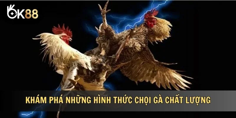 Khám phá những hình thức chọi gà chất lượng