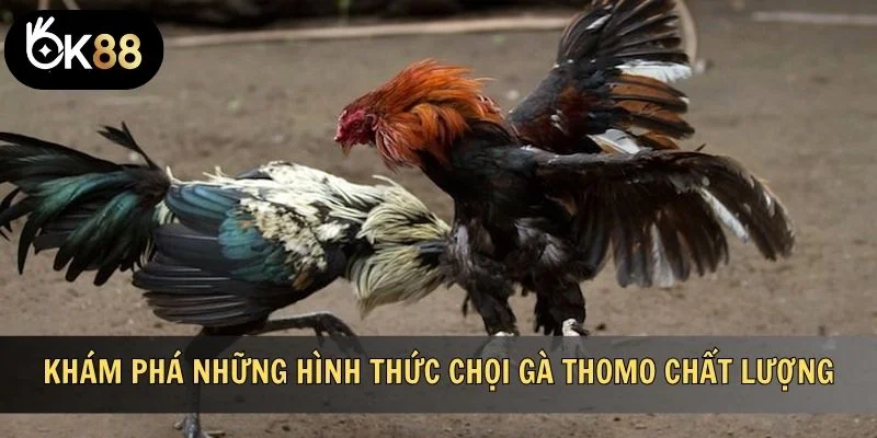 Khám phá những hình thức chọi gà Thomo chất lượng