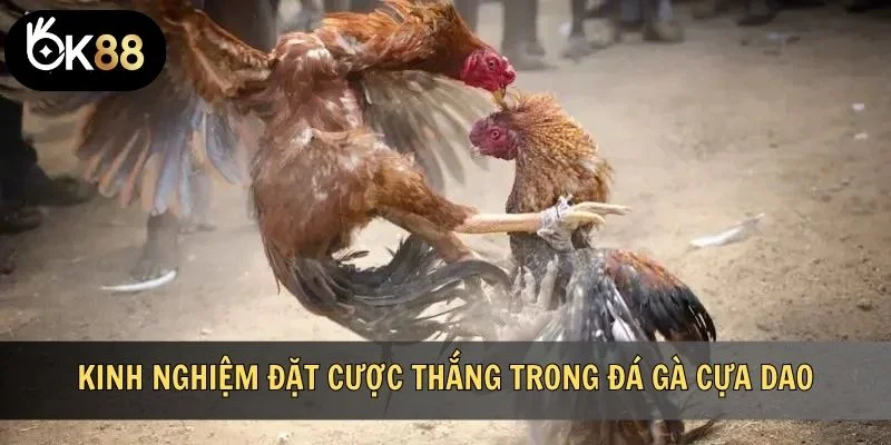 Kinh nghiệm đặt cược thắng trong đá gà cựa dao