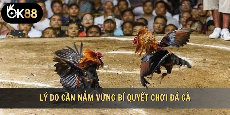Lý do cần nắm vững bí quyết chơi đá gà
