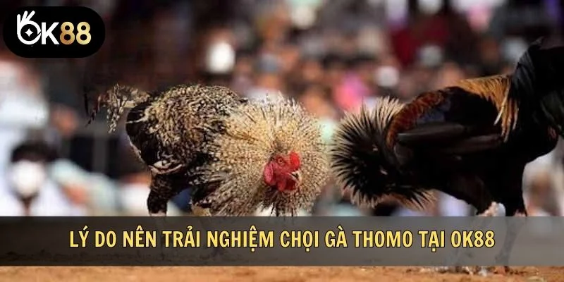 Lý do nên trải nghiệm chọi gà Thomo tại OK88