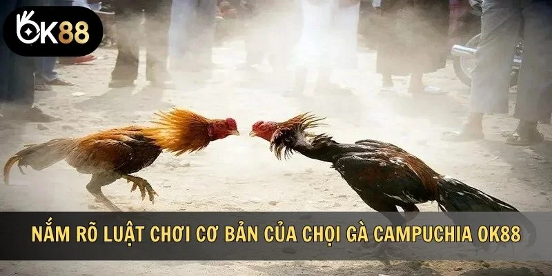 Nắm rõ luật chơi cơ bản của chọi gà Campuchia OK88