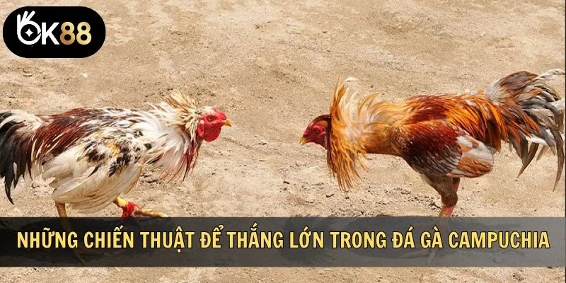 Những chiến thuật để thắng lớn trong đá gà Campuchia