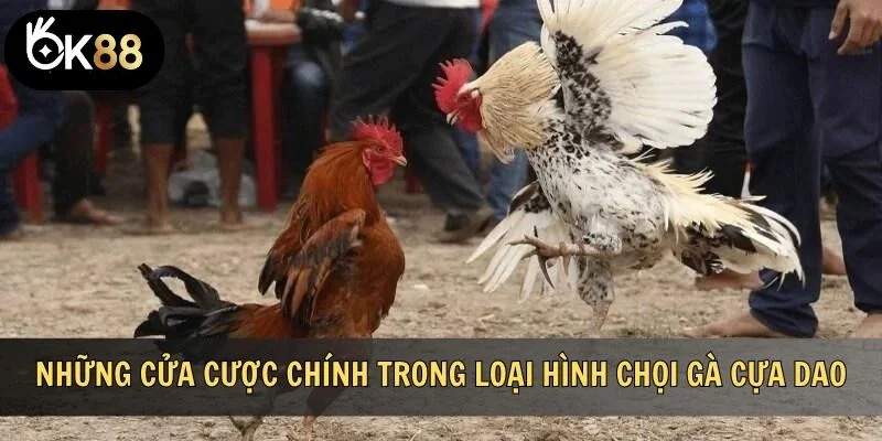 Những cửa cược chính trong loại hình chọi gà cựa dao
