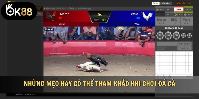 Những mẹo hay có thể tham khảo khi chơi đá gà