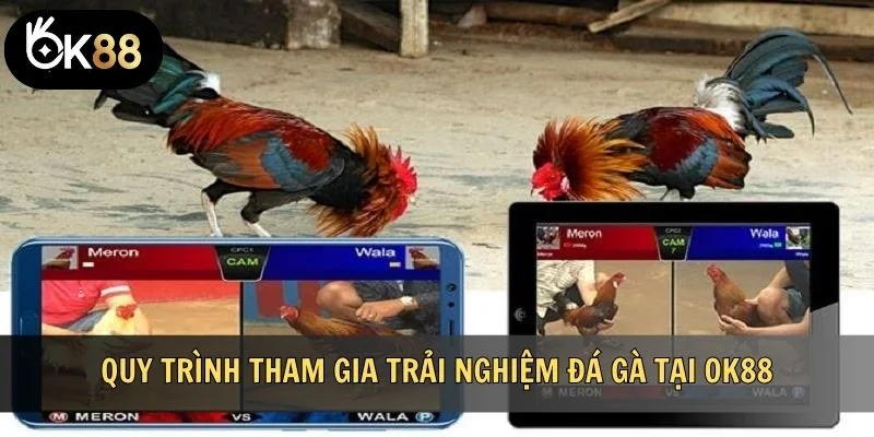 Quy trình tham gia trải nghiệm đá gà tại OK88