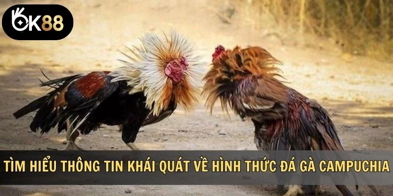 Tìm hiểu thông tin khái quát về hình thức đá gà Campuchia