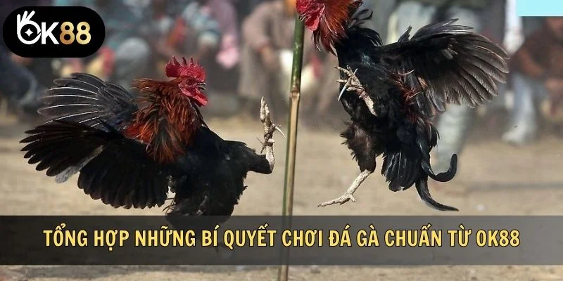 Tổng hợp những bí quyết chơi đá gà chuẩn từ OK88