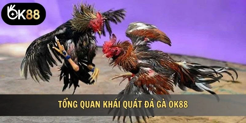 Tổng quan về đá gà OK88